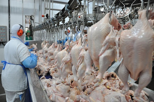 Exportações de carne de frango crescem 24,2% em outubro